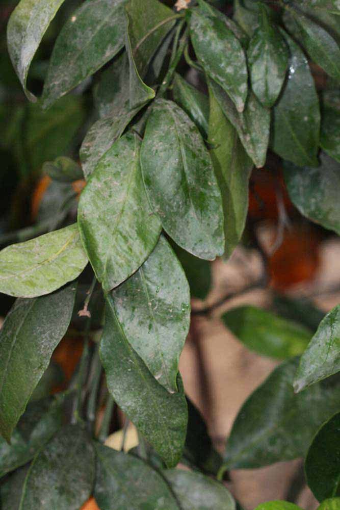             Shade leaves (Riverside, CA)       